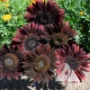 Sunflower 'Chocolate Cherry' (Helianthus annuus)