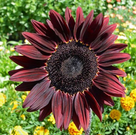 Sunflower 'Chocolate Cherry' (Helianthus annuus)