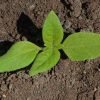 Sunflower 'Dwarf Sungold' (Helianthus annuus)