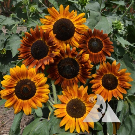 Sunflower 'Earthwalker' (Helianthus annuus)