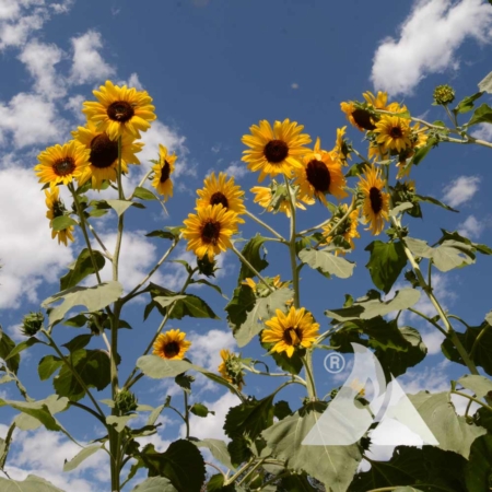 Sunflower 'Henry Wilde' (Helianthus annuus)