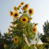 Sunflower 'Henry Wilde' (Helianthus annuus)