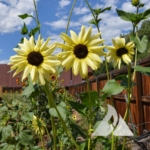 Sunflower 'Ice Cream' (Helianthus debilis)