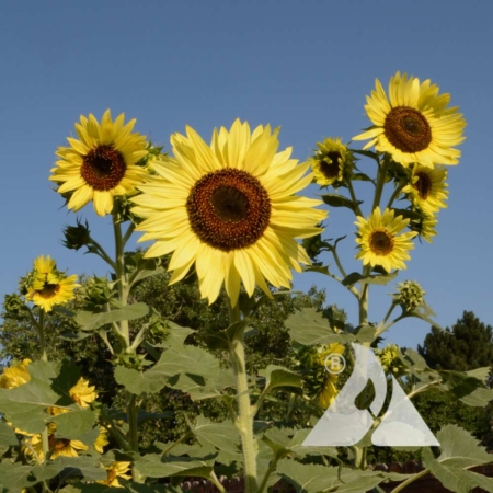 Sunflower 'Lemon Queen' (Helianthus annuus)