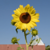 Sunflower 'Lemon Queen' (Helianthus annuus)