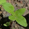 Sunflower (Helianthus annuus)