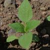 Sunflower, Mexican (Tithonia rotundifolia)