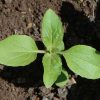 Sunflower 'Sunspot' (Helianthus annuus)