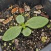 Sunflower, Swamp (Helianthus angustifolius)