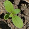 Sunflower 'Velvet Queen' (Helianthus annuus)