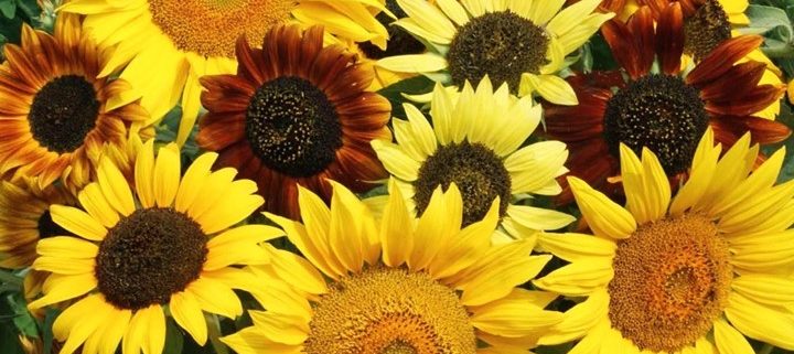 Sunflowers Variety - Applewood Seed Company