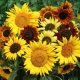 Sunflowers Variety - Applewood Seed Company