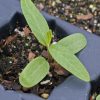 Milkweed, Swamp (Asclepias incarnata)