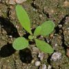 Sweet Alyssum (Lobularia maritima)