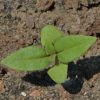 Sweet Basil 'Siam Queen' (Ocimum basilicum)