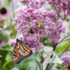 Sweet Joe Pyeweed (Eutrochium purpureum)