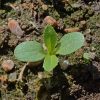 Sweet Sultan 'Imperialis Mix' (Amberboa moschata)