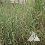 Switchgrass 'Forestburg' (Panicum virgatum)