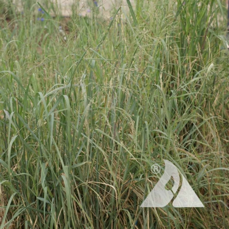 Switchgrass 'Forestburg' (Panicum virgatum)