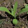 Cornflower (Centaurea cyanus)