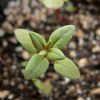 Thyme, German or Winter (Thymus vulgaris)