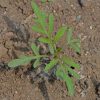 Sunflower, Tickseed (Bidens aristosa)