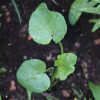 Tree Mallow (Lavater trimestris)