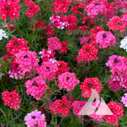 Applewood Seed Co. award-winning Verbena "Sweetheart Kisses"