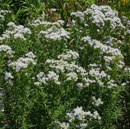 Virginia Mountain Mint (Pycnanthemum virginianum)