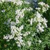 Virginia Mountain Mint (Pycnanthemum virginianum)