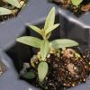 Virginia Mountain Mint (Pycnanthemum virginianum)