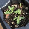 Yarrow, Western (Achillea millefolium occidentalis)