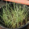 Wheatgrass, Western (Pascopyrum smithii)