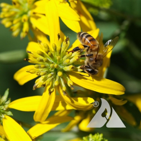 Wingstem (Verbesina alternifolia))