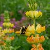 Yellow Lupine (Lupinus densiflorus aureus)