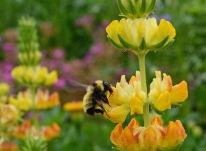 Yellow Lupine (Lupinus densiflorus aureus)