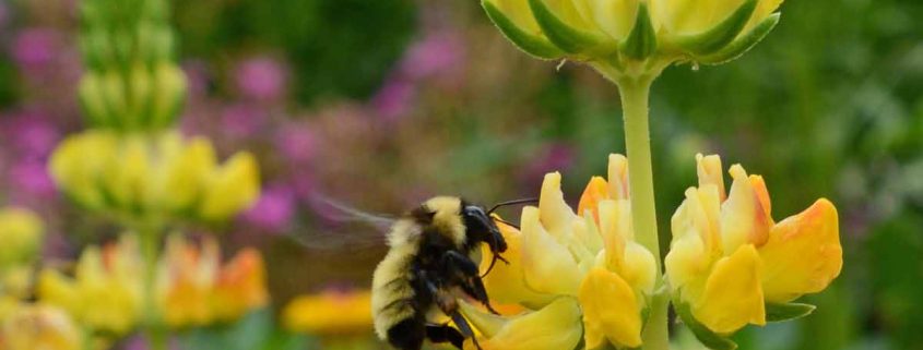 Yellow Lupine (Lupinus densiflorus aureus)