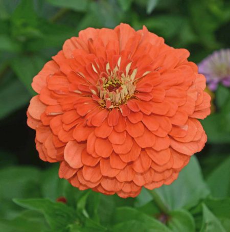 Coral Zinnia (Zinnia elegans)