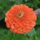 Coral Zinnia (Zinnia elegans)