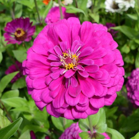 Dark Violet Zinnia (Zinnia elegans)