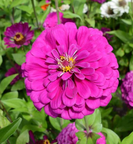 Dark Violet Zinnia (Zinnia elegans)