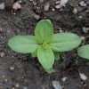 Zinnia (Zinnia elegans)