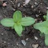 Zinnia (Zinnia elegans)