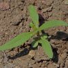 Zinnia, Classic (Zinnia linearis)