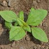 Zinnia, Creeping (Sanvitalia procumbens)