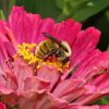 Zinnia Dahlia Flowered Mix (Zinnia elegans)