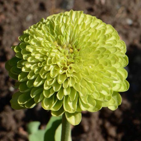 Zinnia 'Envy' (Zinnia elegans)