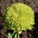 Zinnia 'Envy' (Zinnia elegans)