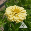 Zinnia 'Isabellina' (Zinnia elegans)