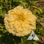 Zinnia 'Isabellina' (Zinnia elegans)